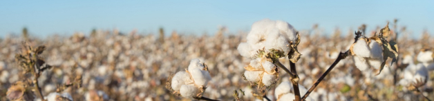 champ de coton en fleur